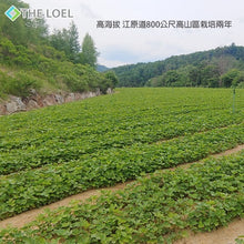 將圖片載入圖庫檢視器 The Loel -  韓國珍品當歸片100g Korean Angelica Piece 100g
